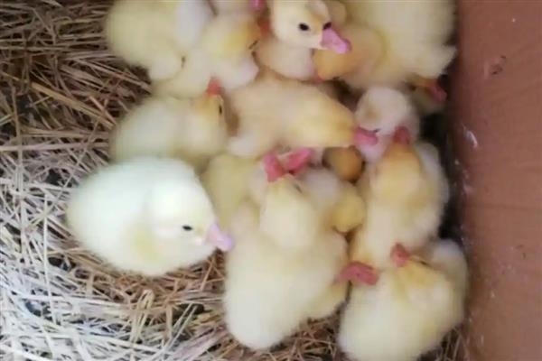 小鹅啄毛会死吗,啄毛之后是不会死的