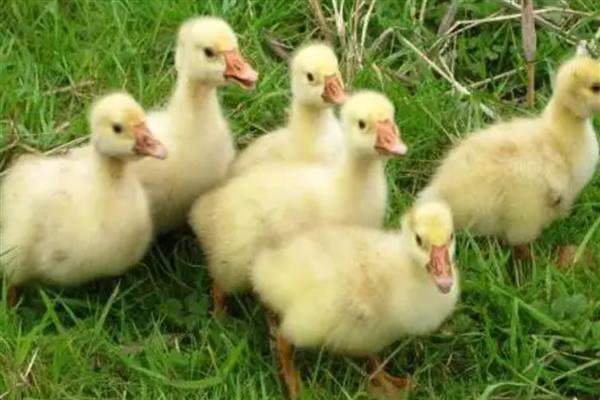 小鹅啄毛会死吗,啄毛之后是不会死的