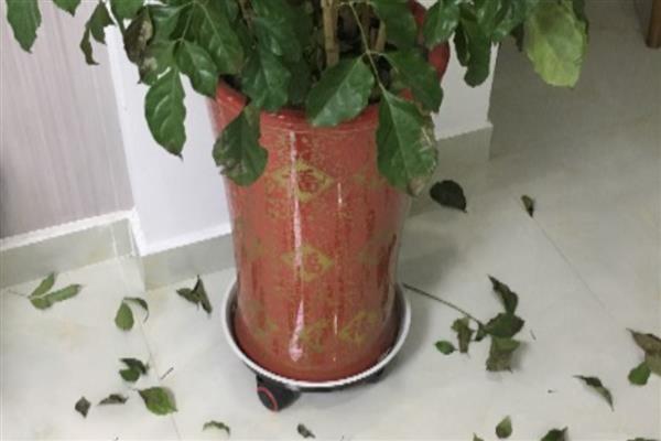 花卉的叶片发黄如何处理，因强光所致需放在阴凉通风处养护