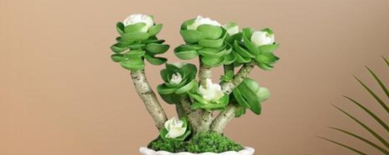 怎么养殖金钱木，生长旺期应勤施复合肥