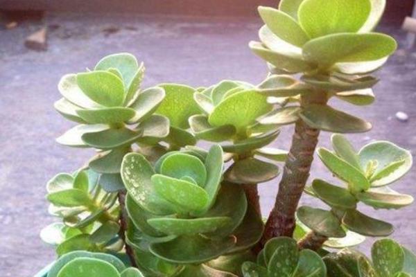 怎么养殖金钱木，生长旺期应勤施复合肥