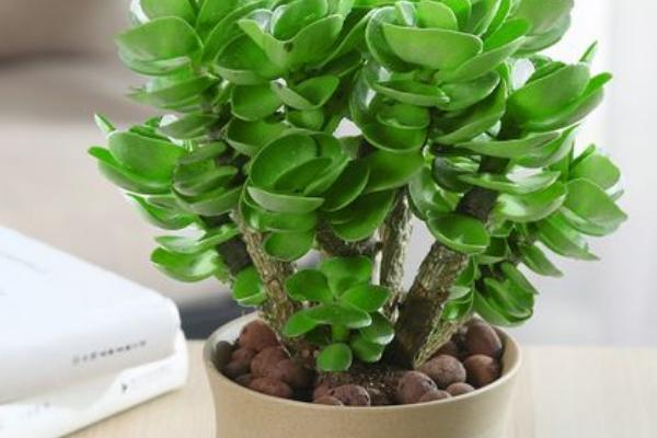 怎么养殖金钱木，生长旺期应勤施复合肥