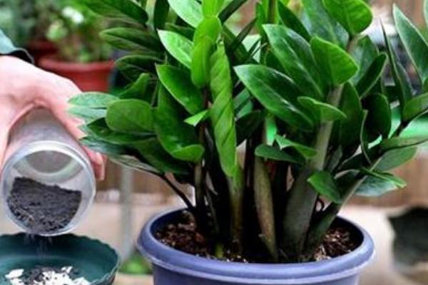 怎么养殖金钱木，生长旺期应勤施复合肥