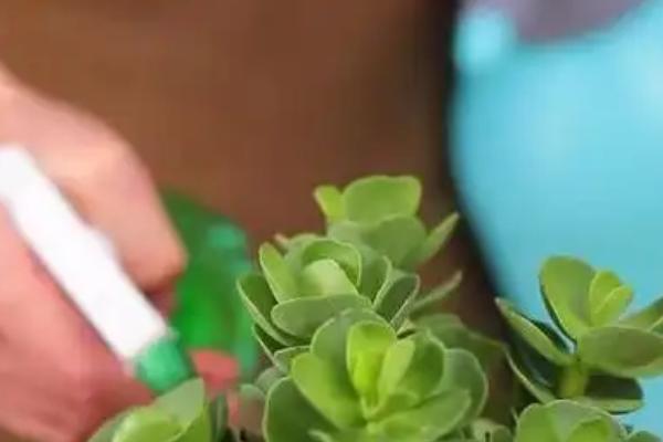 怎么养殖金钱木，生长旺期应勤施复合肥