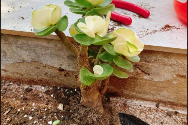 怎么养殖金钱木，生长旺期应勤施复合肥