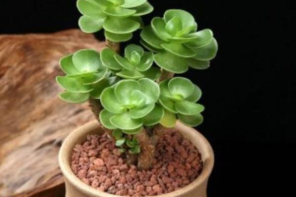 怎么养殖金钱木，生长旺期应勤施复合肥