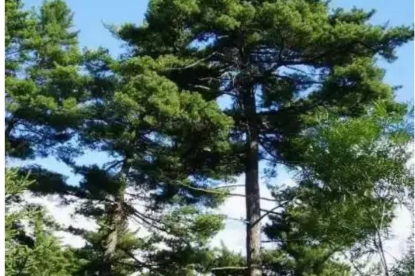 松柏的精神品质，寓意坚毅挺拔、正直高尚等