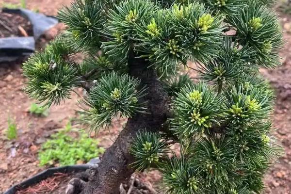 松柏的精神品质，寓意坚毅挺拔、正直高尚等