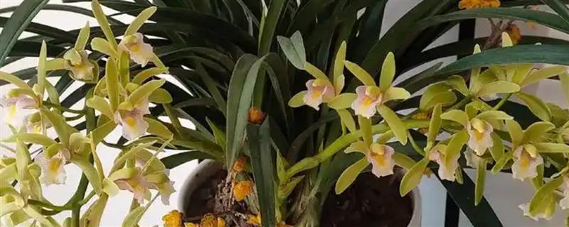兰草花的养殖方法，平时每隔2-3天浇一次水