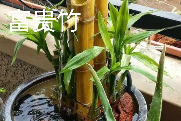 哪些植物适合露天用大水缸养殖，可选择荷花、富贵竹、绿萝等品种