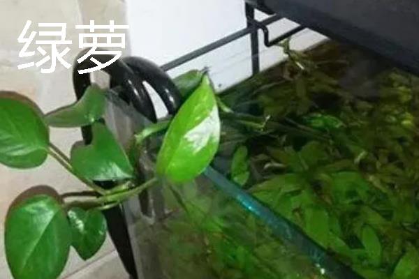 哪些植物适合露天用大水缸养殖，可选择荷花、富贵竹、绿萝等品种