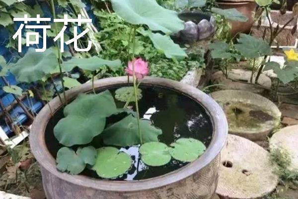 哪些植物适合露天用大水缸养殖，可选择荷花、富贵竹、绿萝等品种