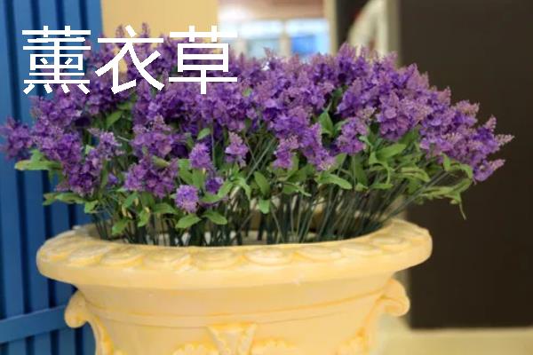 哪些植物适合露天用大水缸养殖，可选择荷花、富贵竹、绿萝等品种