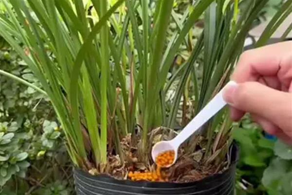兰草花的养殖方法，平时每隔2-3天浇一次水
