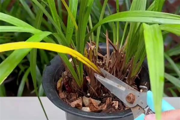 兰草花的养殖方法，平时每隔2-3天浇一次水