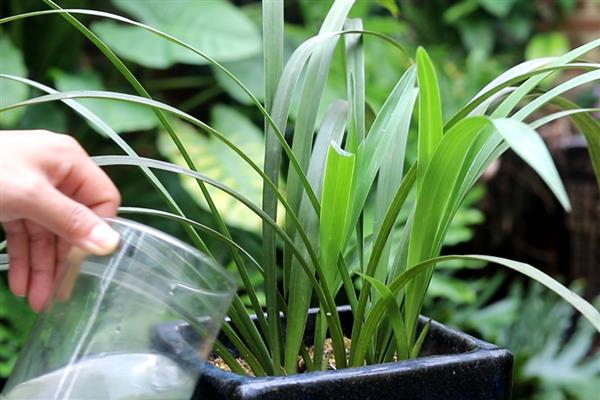 兰草花的养殖方法，平时每隔2-3天浇一次水