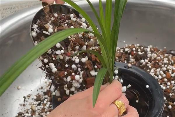 兰草花的养殖方法，平时每隔2-3天浇一次水
