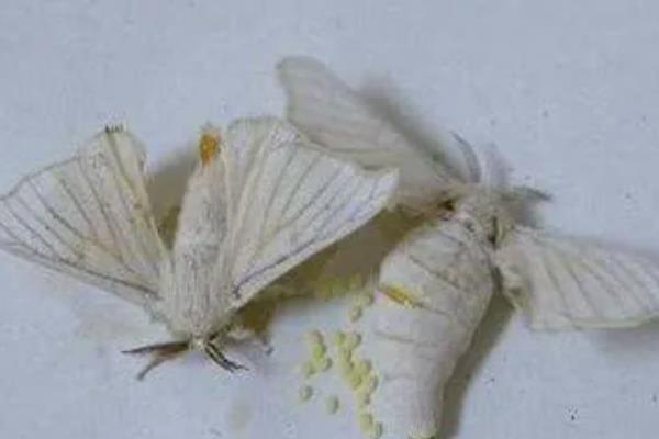 蚕蛾怎样产卵，交尾3-4个小时之后便会产卵
