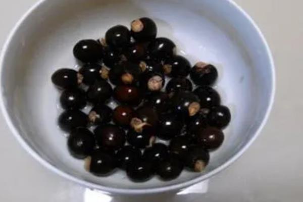 让桂圆种子发芽的方法，首先要浸泡种子