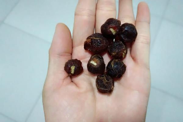 让桂圆种子发芽的方法，首先要浸泡种子