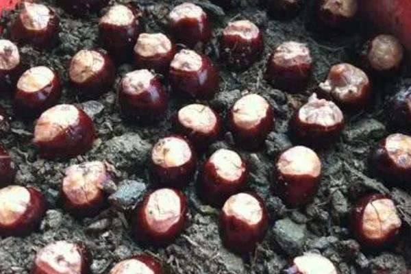 让桂圆种子发芽的方法，首先要浸泡种子