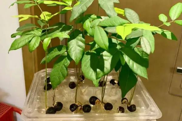 让桂圆种子发芽的方法，首先要浸泡种子