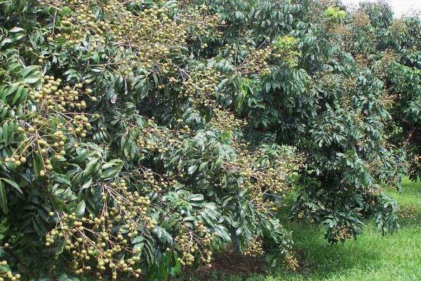 让桂圆种子发芽的方法，首先要浸泡种子