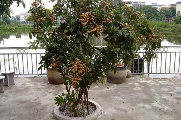 让桂圆种子发芽的方法，首先要浸泡种子