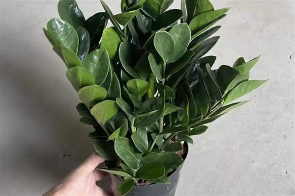 金钱树冬天如何保暖，搬到温暖的室内进行养护