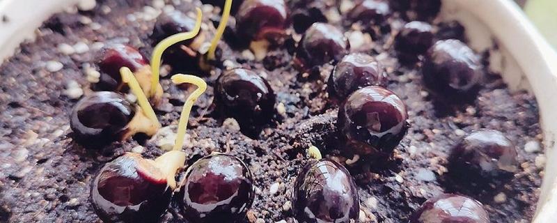 让桂圆种子发芽的方法，首先要浸泡种子