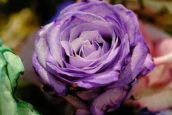 紫色玫瑰的花语，寓意珍贵独特、神秘孤傲等