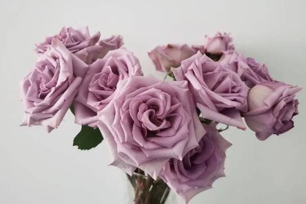 紫色玫瑰的花语，寓意珍贵独特、神秘孤傲等