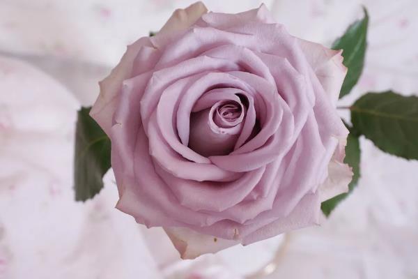 紫色玫瑰的花语，寓意珍贵独特、神秘孤傲等