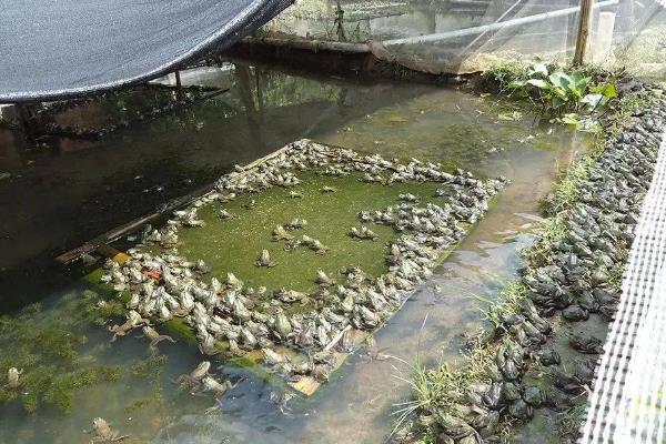 建设青蛙养殖场的方法，设置围墙或围网可防止青蛙逃跑