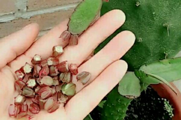 蟹爪兰的种植方法，使用瓦盆种植为佳