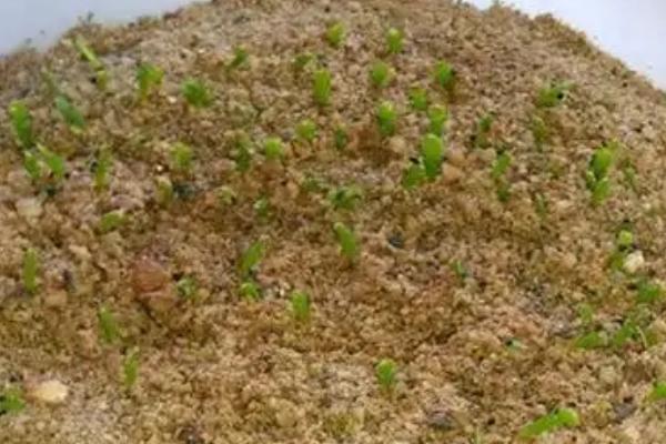 蟹爪兰的种植方法，使用瓦盆种植为佳