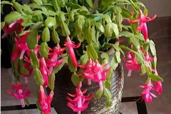 蟹爪兰的种植方法，使用瓦盆种植为佳