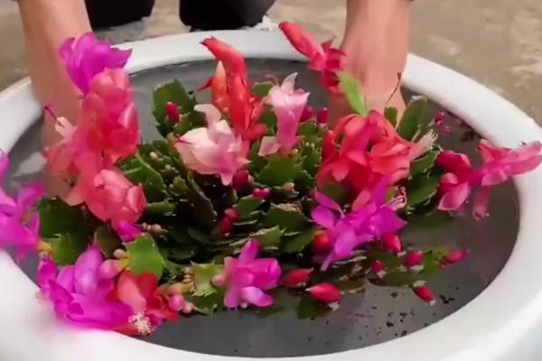 蟹爪兰的种植方法，使用瓦盆种植为佳