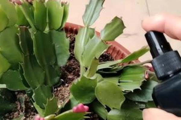 蟹爪兰的种植方法，使用瓦盆种植为佳