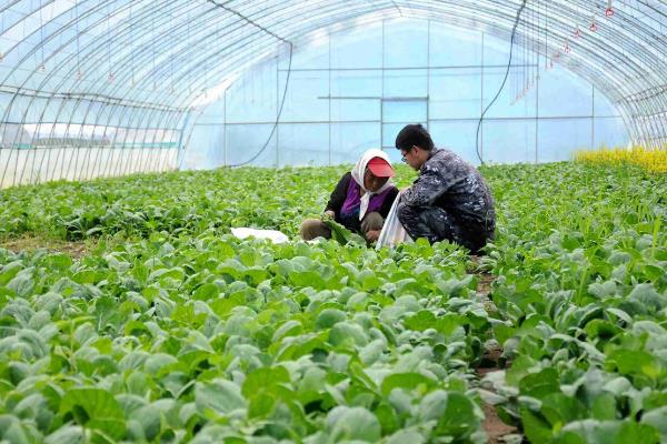蔬菜的种植成本和利润，一亩蔬菜大棚所需成本为7000元左右