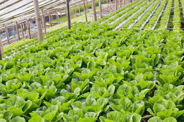 蔬菜的种植成本和利润，一亩蔬菜大棚所需成本为7000元左右