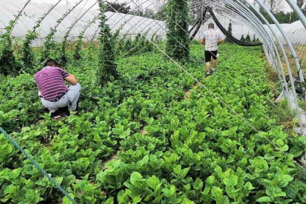 蔬菜的种植成本和利润，一亩蔬菜大棚所需成本为7000元左右