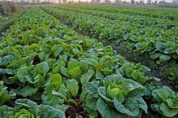 蔬菜的种植成本和利润，一亩蔬菜大棚所需成本为7000元左右