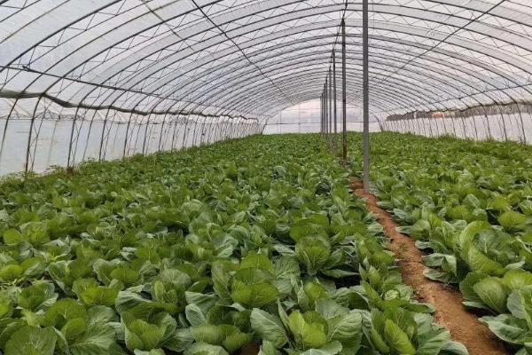 蔬菜的种植成本和利润，一亩蔬菜大棚所需成本为7000元左右