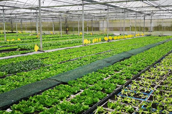 蔬菜的种植成本和利润，一亩蔬菜大棚所需成本为7000元左右