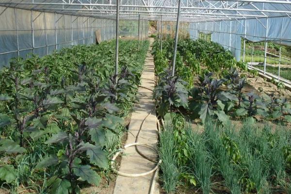 蔬菜的种植成本和利润，一亩蔬菜大棚所需成本为7000元左右