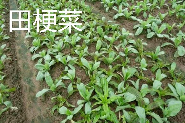 蔬菜的种植成本和利润，一亩蔬菜大棚所需成本为7000元左右