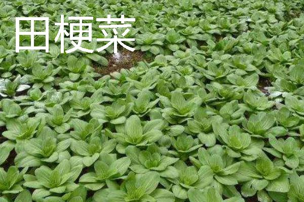 蔬菜的种植成本和利润，一亩蔬菜大棚所需成本为7000元左右