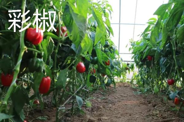 蔬菜的种植成本和利润，一亩蔬菜大棚所需成本为7000元左右