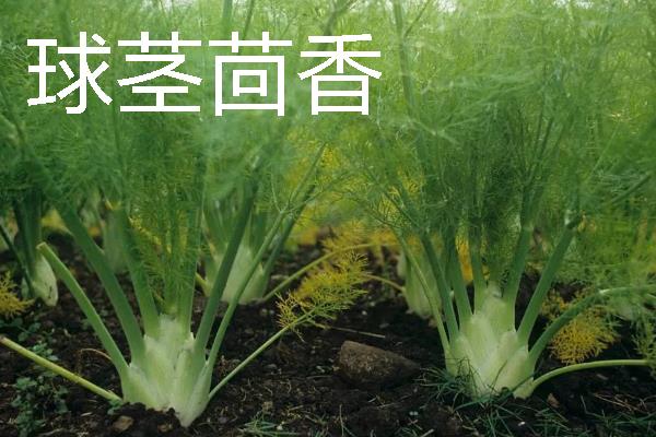蔬菜的种植成本和利润，一亩蔬菜大棚所需成本为7000元左右